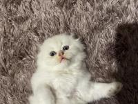 Son Yavru Scottish Fold Longhair