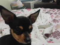 2 Yaşında Dişi Wc Eğitimli Çok Özel Anatomi Chihuahua