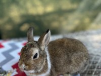 Aguti 4 aylık erkek yavru tavşan