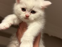 Son İki Kardeş Kedimiz Yeni Yuvalarını Arıyor