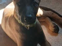 5 Aylık Safkan Belçika Kurdu