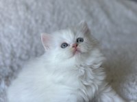 Pamuk gibi mavi gözlü british longhair yavrum