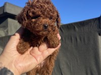 Red Brown Toy Poodle Yavrular