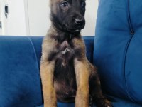 A Kalite Belçika Kurdu Yavruları