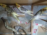 Hobiciden Yeni Yeme Düşmüş Sultan Papağanı Yavrular