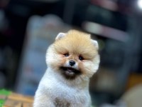 Teddy Bear Pomeranian Boo