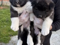 Orjinal safkan a kalite amerikan akita yavruları