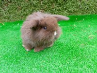 Hollanda Teddy Lop Tavşan Yavruları