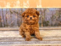 Toy Poodle İki Aylık Yavrularım