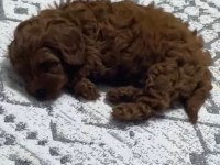 2.5 Aylık İlk Aşıları Yapılmış Küçük Boy Poodle