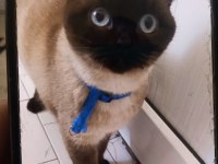 Mas mavi gözlü dişi siyam kırması