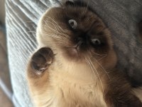 1,5 Yaşında Blue Point Erkek British Shorthair