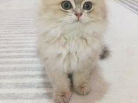Saf kan british longhair golden yavrular