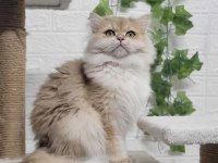 British Longhair Erkek Açıklamayı Okuyun