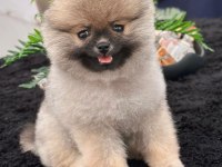 Dişi 3 aylık teacup boy teddy bear garantili pomeranian