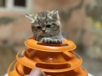 British longhair golden point dişi hemen teslim