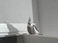 Uygun Fiyata Sağlıklı Sultan Papağanı Açıklamayı Okuyunuz