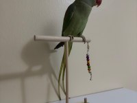 Ele Alışkın Alexander Papağanımız