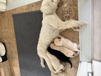 Dev Poodle ( Königspudel ) Bebişlerim