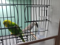 Kuşlar Ve Üretim Kafesi Hepsi Birlikte Verilecektir