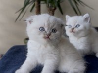 Premium Scottish Ve British Yavruları 45 Günlük