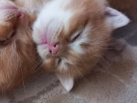 Golden British Shorthair Bebekler