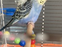 3 aylık erkek muhabbet kuşu