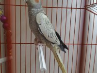 4 aylık sultan papağanı