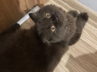 Acil ücretsiz kedimiz