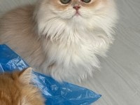 British Longhair Gerçek Saf Kan Golden