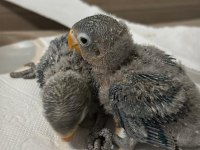 El besleme yavru cennet papağanımız