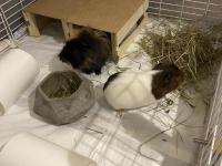 5 Aylık Guinea Pig Çifti