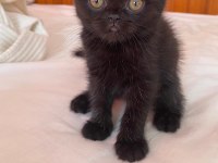 British Shorthair Ve British Longhair Yavrular