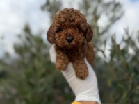 Erkek toy poodle gerçek kalite arayana