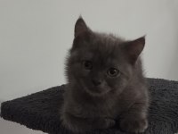 5 Aylık Teslime Hazır Erkek Yavru Kediler