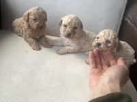 Sıfır numara maltipoo ve poodle yavrular