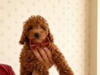 Toy poodle köpekler kilo ve boy garantili