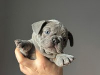 Yavru French Bulldog Köpekler
