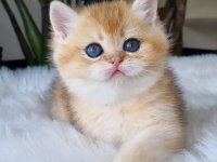 Ay ışığından gelen yavrumuz golden british shorthair