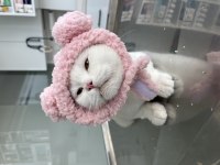 Kısırlaştırma karşılığı ücretsiz british dişimiz