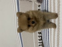 2 aylık erkek teacup pomeranian boo