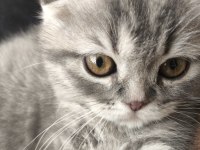 Scottish Fold Dişi 3,5 Aylık