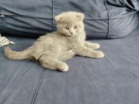 Scottish Fold Kedimiz