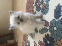 O çok tatlı yavru kedimiz