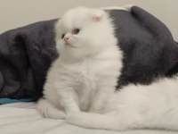 Böylesini Kediyi Zor Bulursun