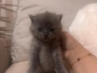 Russian blue 1 aylık