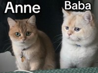 A+ British Shorthair Yavruları