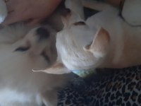 Köpeğimiz Kısır Degil