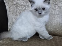 Safkan yavru kedimiz yeni yuvasını arıyor