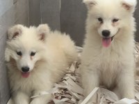 Bembeyaz güzellik safkan samoyed yavrusu